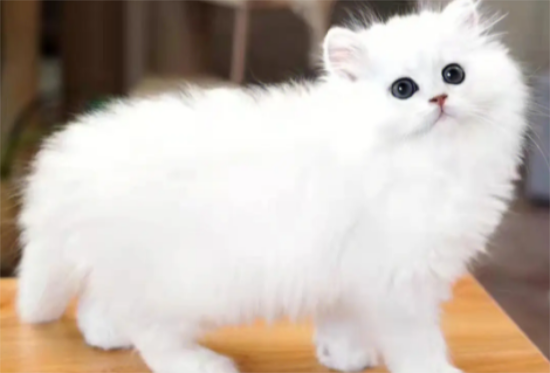 宠物猫金吉拉的饲养和护理！