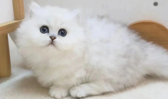 宠物猫金吉拉的饲养和护理！