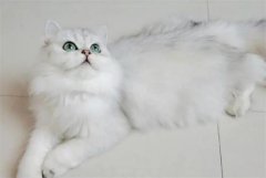金吉拉的尾巴出油是什么情况?