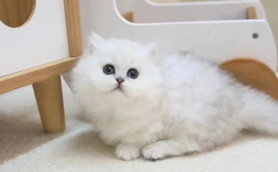 金吉拉急性肠胃炎要怎么办?金吉拉猫急性肠胃炎治疗方法!