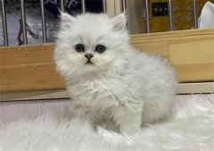 <b>金吉拉不爱吃饭怎么办？</b>