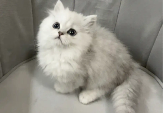 金吉拉猫难产怎么办？主人能做什么？