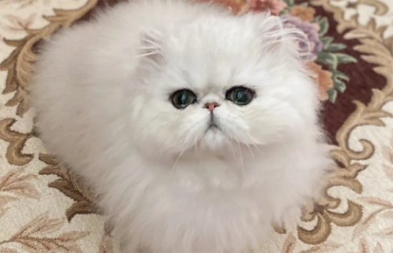 金吉拉猫难产怎么办？可以来看看！