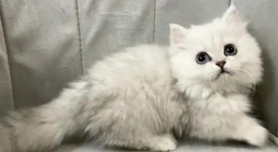 金吉拉猫什么时候绝育最好？多大可以绝育？