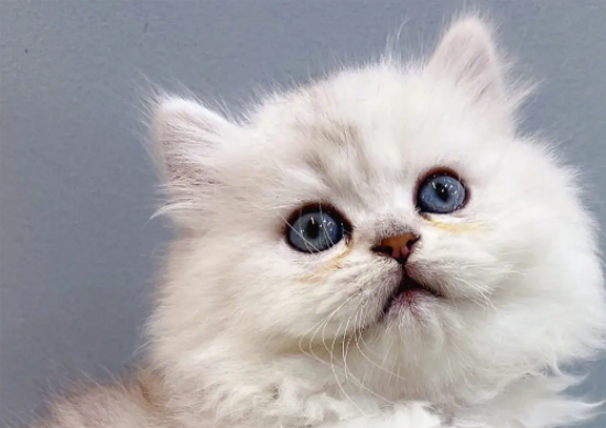 金吉拉猫眼睛受伤怎么处理？来get下吧