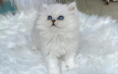 金吉拉猫身上有跳蚤怎么去除？