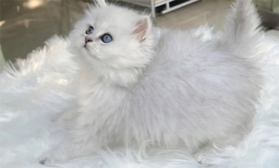 金吉拉猫身上有跳蚤怎么去除？怎么去跳蚤？