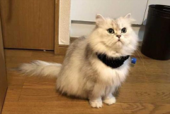 金吉拉猫能吃狗粮吗？