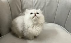金吉拉猫认主人的吗？
