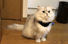<b>金吉拉猫好养吗？</b>