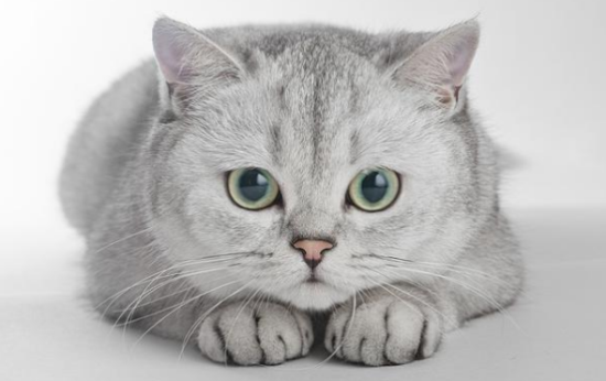 银渐层和金吉拉配出来的会是什么品种猫猫？