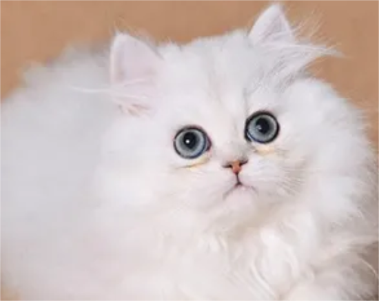 金吉拉猫发情会有这些表现，铲屎官有必要了解一下