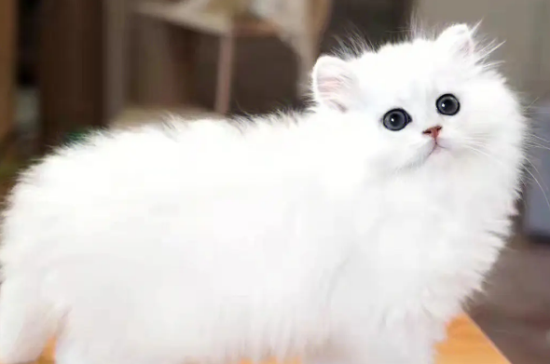 为什么很少人养金吉拉猫