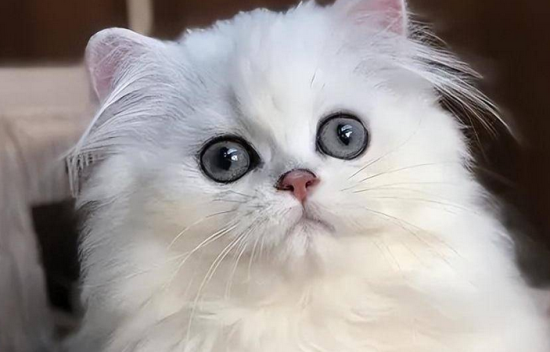 金吉拉猫智商高吗