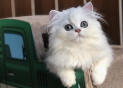 <b>金吉拉猫适合新手养吗</b>