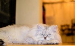 金吉拉猫不能吃什么