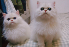 金吉拉猫容易喂养吗
