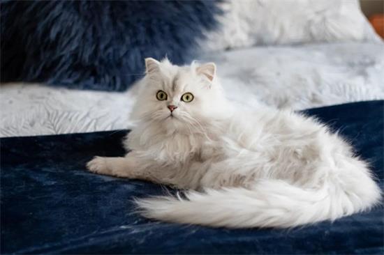 金吉拉猫生病了什么状态