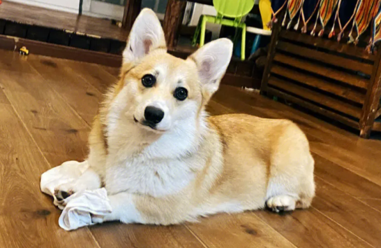 中型犬品种大全 中型犬品种大全
