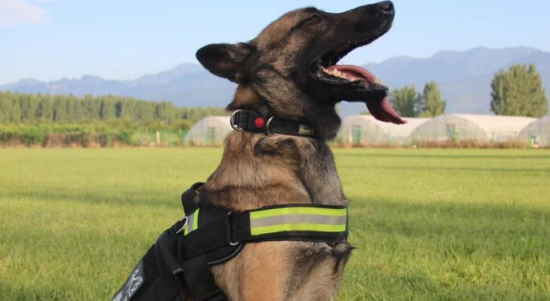 中国十大警犬品种