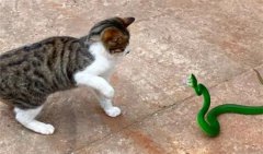 <b>抓蛇的猫为什么不能养</b>