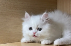 <b>栀子花对猫有毒吗</b>