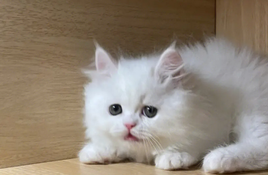栀子花对猫有毒吗