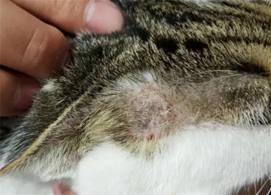治猫藓最有效药膏