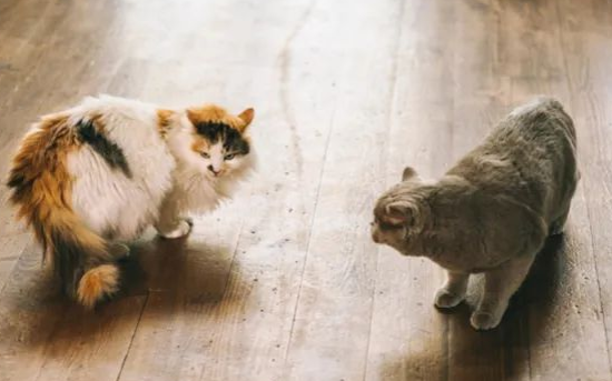 如何判断猫咪是在真打架，还是闹着玩？
