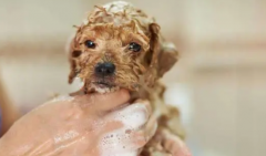 幼犬多大可以洗澡?