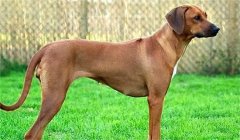 <b>世界最好的狩猎犬，揭秘全球最顶尖的狩猎犬品</b>