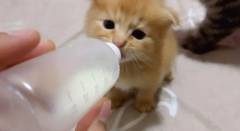 <b>怎么教猫从奶瓶改吃碗</b>