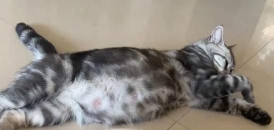 怎样帮小猫接生