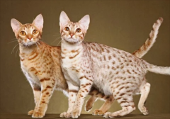 爪哇猫多少钱一只