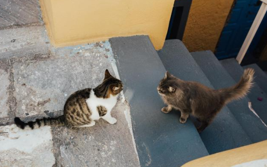 怎么拦住猫上楼
