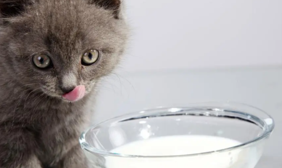 猫咪到底能喝牛奶吗？酸奶、奶酪、奶粉呢？