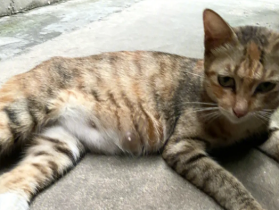 怎么确定母猫怀孕了
