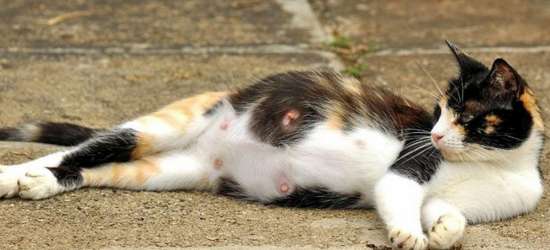 怎么判断母猫有没有怀孕