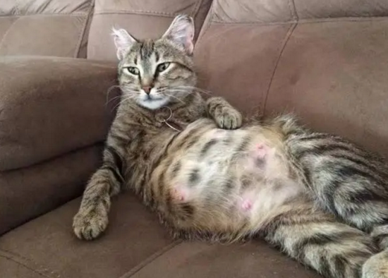 怎么判断猫有没有怀孕