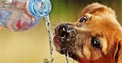 狗狗突然找水喝，不仅是“口渴”，还想告诉你这些事