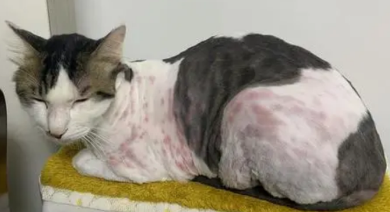 猫咪也会过敏！哪些是猫咪过敏会出现的症状呢？
