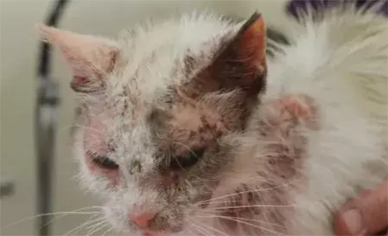 猫咪也会过敏！哪些是猫咪过敏会出现的症状呢？