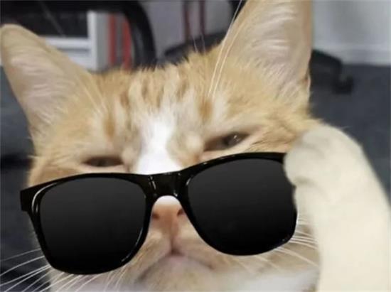 猫咪肉垫形状能看出TA的性格？劝你别当真...