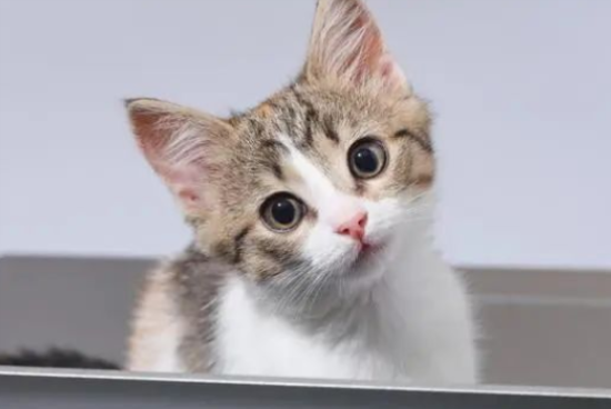 猫咪养不熟？五大禁忌你做对了吗？ 