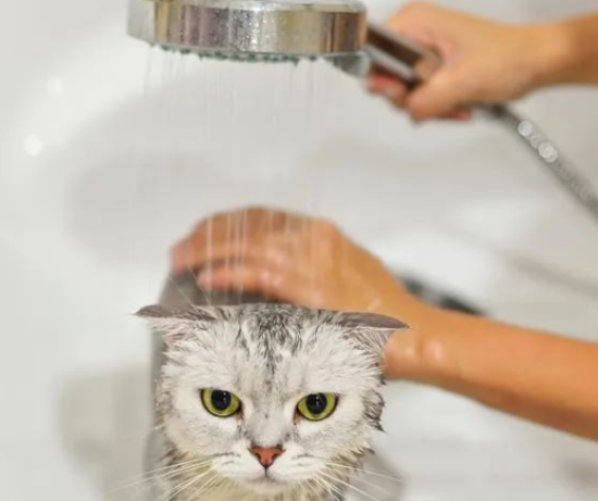 猫咪洗澡的秘密：年龄、频率与技巧全掌握！