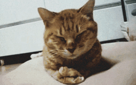 猫咪呕吐老不好，一到换季更严重，怎么办?