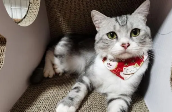 在哪里买猫比较靠谱