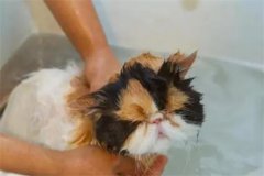 幼猫能洗澡吗