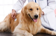<b>怎么判断狗狗有没有胰腺炎</b>