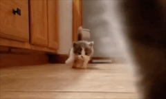 <b>各个阶段猫咪喂养攻略，来对号入座！</b>
